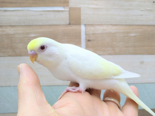 真っ赤な目がチャームポイント！美カラーのセキセイインコのヒナいますよ〜