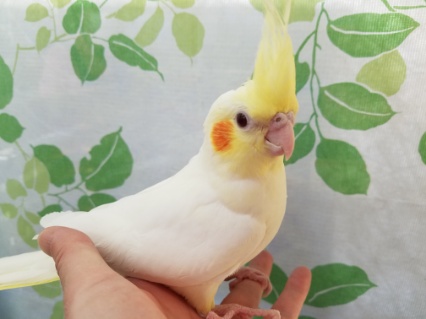 ふっさふさ、ルチノーオカメさん☆ ふっさふさ、ルチノーオカメさん☆