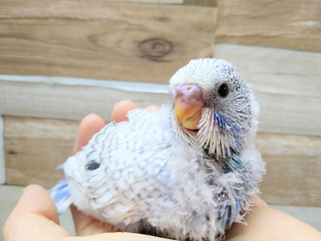 大きくなるぞっ！ジャンボセキセイのヒナ来ました〜