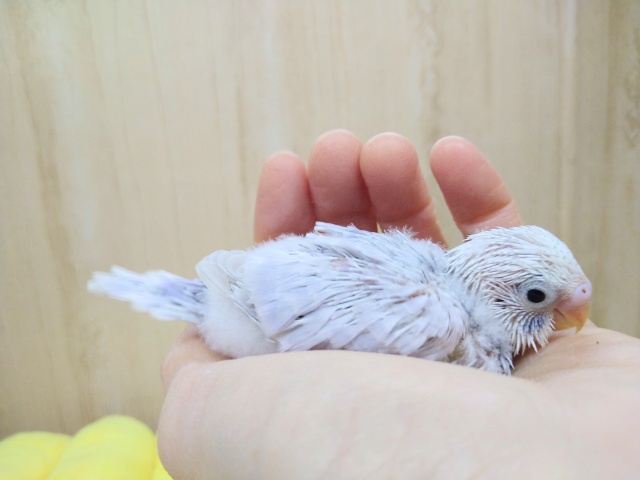 極美！セキセイインコライラックヒナ来ましたよ！