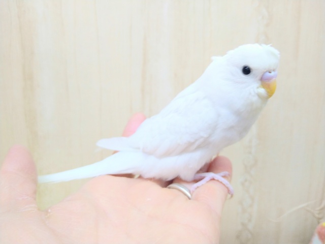ちょびっと梵天のセキセイインコ、ダブルファクター来ましたよ！
