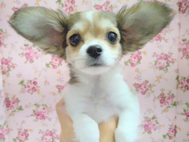 チワワじゃないよ！MIX犬(ダックス×チワワ) 女の子♪