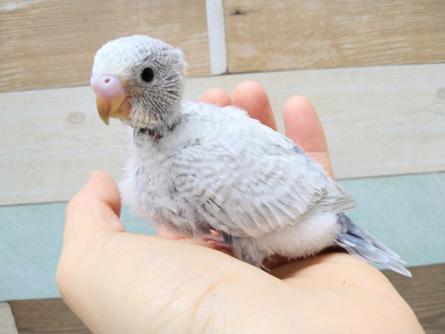 大人気！セキセイインコライラックのヒナいますよ〜