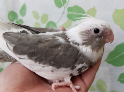 ホワイトフェイスのオカメインコちゃん♪