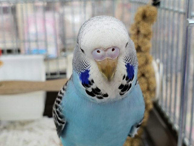 大きくなりまっす！ジャンボセキセイインコ☆ノーマルブルー　2021年03月08日