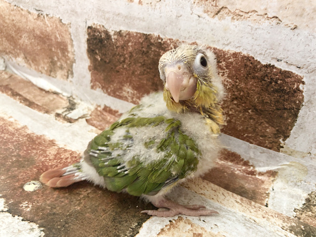 超ホヤホヤ最新画像☆どんなコになるかな？？ウロコインコ　シナモン～～