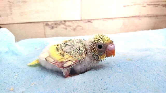 美カラーです☆　セキセイインコ　パステルレインボーパイド