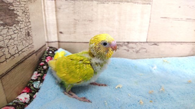 ふんわりとしたカラー　セキセイインコ、スパングルです！！