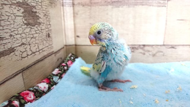 不思議カラーです！　セキセイインコ　パステルレインボーパイド〜