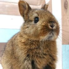 どや顔がｽﾃｷ☆　ネザーランドドワーフラビット～～