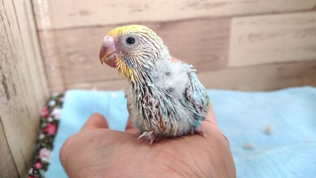 爽やかカラーでｺﾞｻﾞｲﾏｽ　セキセイインコ　パステルレインボー　〜〜