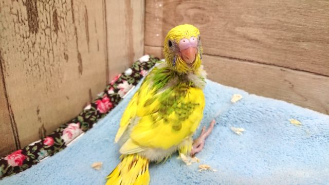 見返り美鳥〜☆　セキセイインコ　スパングルパイドーー