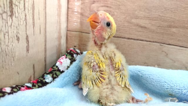 おススメのコザクラインコ～　シナモン。　2021　３月１２日