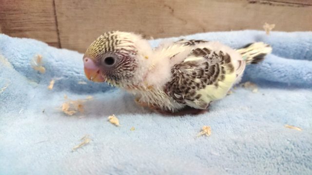 久々！セキセイインコ　４色ハルクィン　2021　３月１２日