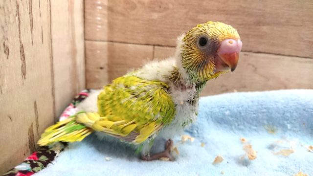 あざやか！！セキセイインコ　スパングルー～　2021　３月１２日