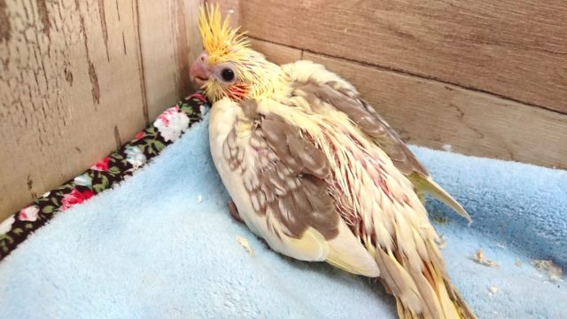 むちむち　ばでぃ　オカメインコ　シナモンパイド　～