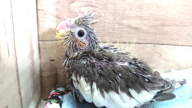 やはり。。！オカメインコ　ノーマルですよね？？　2021　３月１２日