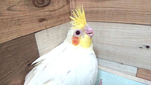 むちむち～しっかりバディのオカメインコ～ルチノーです