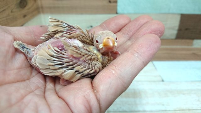 男のコ？女のコ？？どちらかな～　シナモン文鳥～～