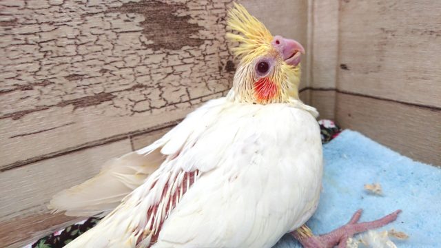 ぱつぱつの体つきですっ　オカメインコ　ルチノー　2021　3月21日