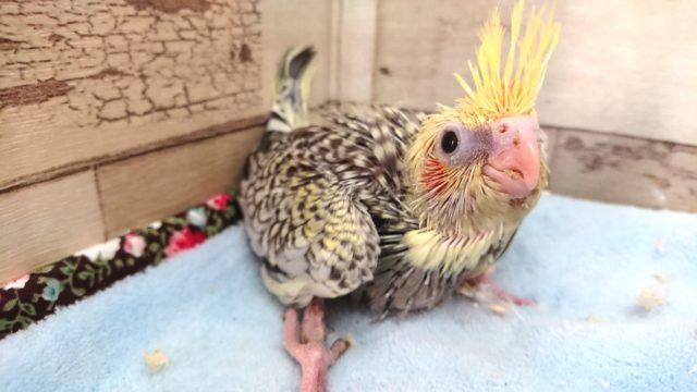 スポットがｷﾚｲです　オカメインコ　パール　2021　3月20日
