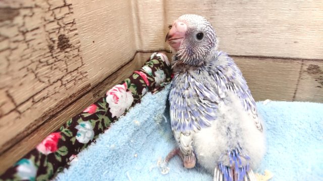 上品バイオレットカラー　セキセイインコ　スパングル　2021　3月20日