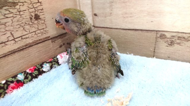 わたわた～コザクラインコ　ノーマル　2021　3月21日