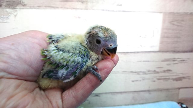 成長とともにーー変わりますーー～　コザクラインコ　オパーリン
