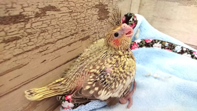 ご飯待ちっ！！オカメインコ 2021 3月