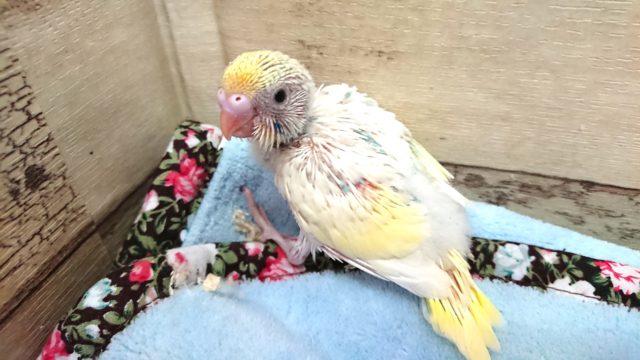 ☆ステキですー☆ セキセイインコ クリームハルクィン 2021 3月25日