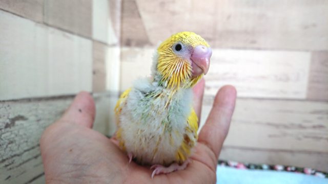 レアカラーです！セキセイインコ　スパングルパイド　2021　3月25日