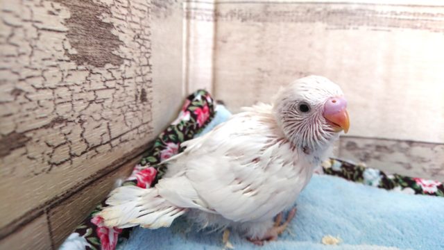 真っ白ばでぃ　セキセイインコ　ダブルファクター　2021　3月25日