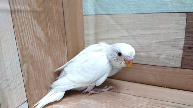 いつもとちょっと違う　ダブルファクター　セキセイインコになります～