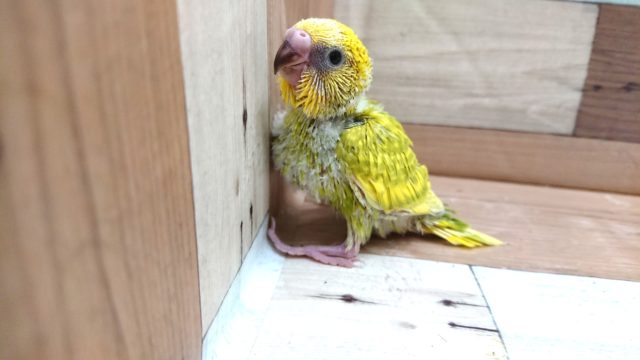 グリーンがステキなスパングル　セキセインコ〜