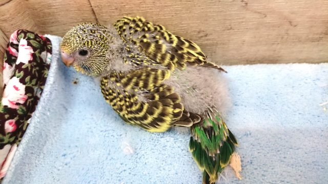 The　ノーマルカラー！といった感じですねっ　セキセイインコ～～