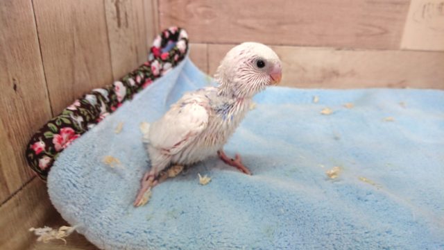 珍しく、ほぼ白いパイド　セキセイインコ～～