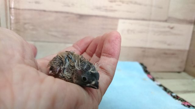 ちっこい。。ちっこい～キンカチョウ☆　きました