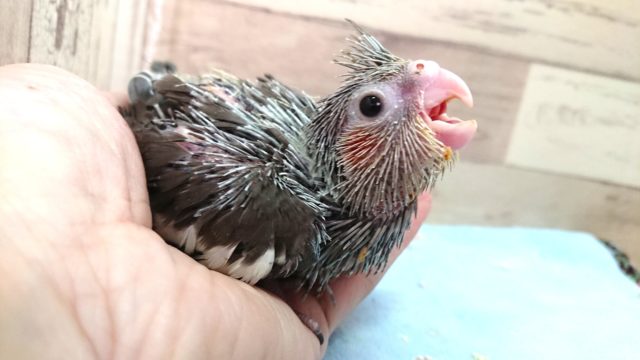 定番人気のオカメインコですっ　ノーマル　2021　4月1日