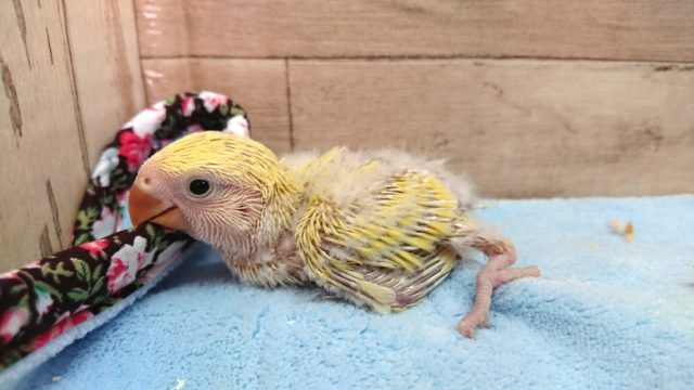 コザクラインコ　カラーはゴールデンです☆　2021　4月1日