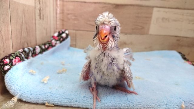 つむじが２個！　羽衣セキセイインコ～～2,021　4月1日