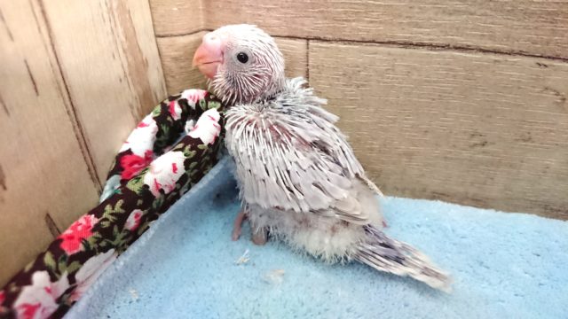 ｷﾚｲなセキセイインコ来ましたっ　ライラック～　2021　4月1日