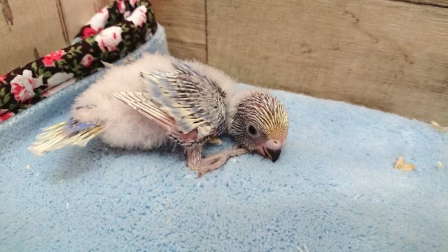 春風〜〜ｷﾚｲなコ　セキセイインコ　2021　４月１日
