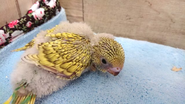 くっきりけいのスパングル　セキセイインコ〜　2021　４月１日