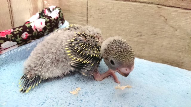 逆に。。レアになりつつあるノーマルカラー　セキセイインコ　2021　4月1日