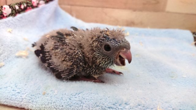 久しぶりの入荷☆　サザナミインコ　コバルト　2021　4月1日