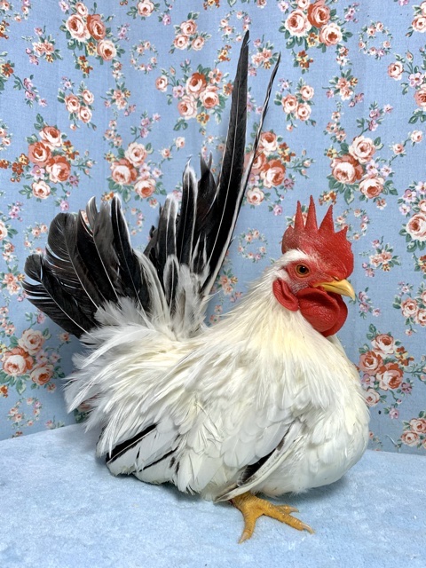 カツラチャボ  男の子  11月17日