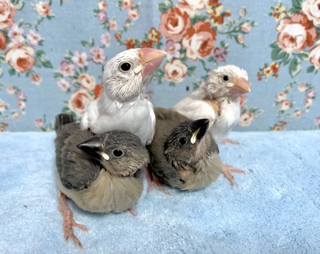 白文鳥･桜文鳥 入舎してます！ 3月2日