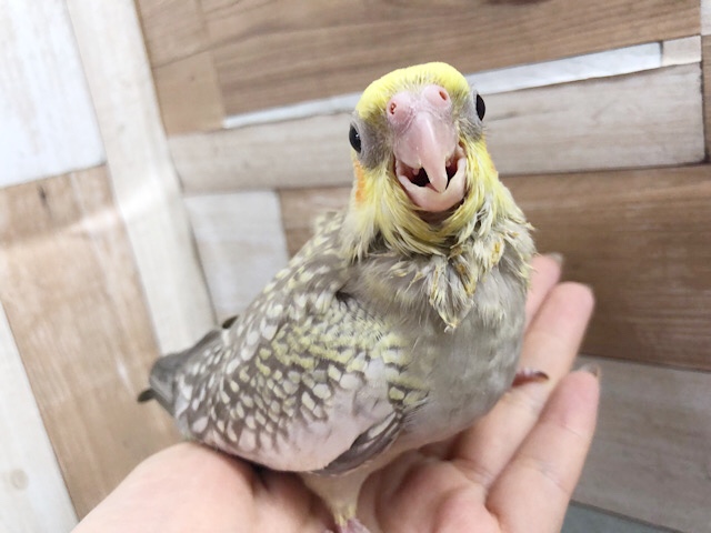 お探しの方必見★オカメインコヒナ(シナモンパール)