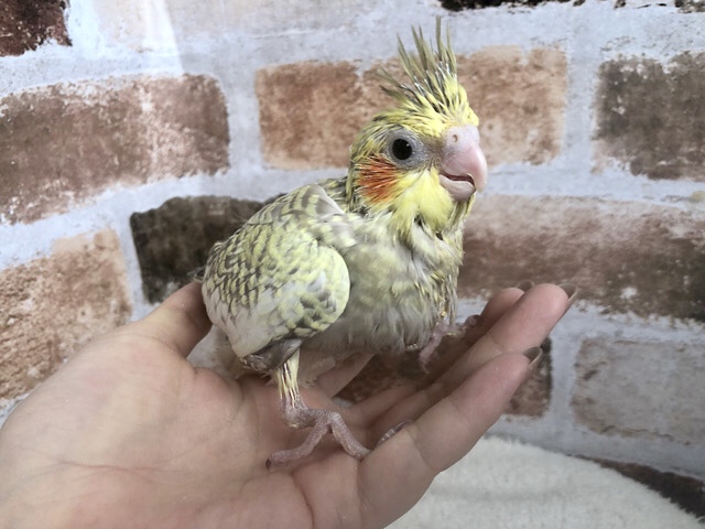 久々の入舎☆イエローが強い！？オカメインコヒナ
