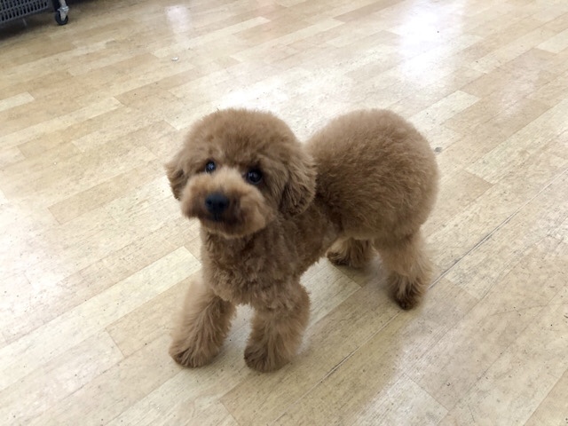 気づけば足元に♡かまちょのトイプードルくん！
